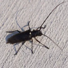 White-spotted Sawyer thumbnail 4