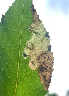 Curved Birch Mining Sawfly thumbnail 3
