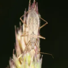 Common Damsel Bug thumbnail 4