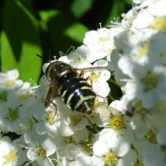 Stratiomys badia thumbnail 3