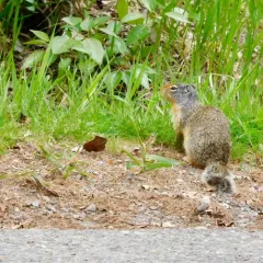 Columbian Ground Squirrel thumbnail 2