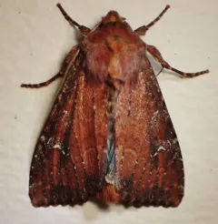 Faint-spotted Quaker thumbnail 4