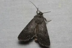 dune oncocnemis thumbnail 3