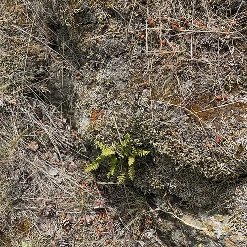 Rocky Mountain woodsia
