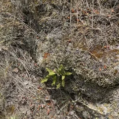 Rocky Mountain woodsia thumbnail 1