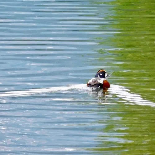 Harlequin Duck
