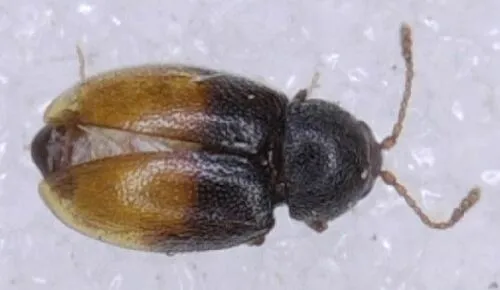 Atomaria mesomela