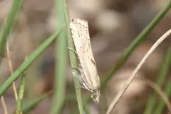 Eucosma montanana thumbnail 3
