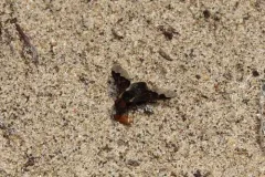 Hemipenthes seminiger thumbnail 3