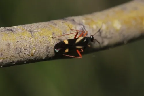 Orectoderus Montanus