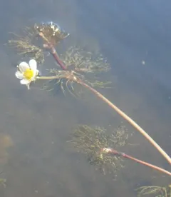 Longbeak buttercup thumbnail 3