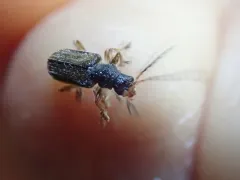 Syneta pilosa thumbnail 2