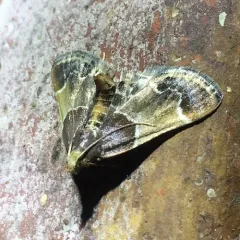 Meal moth thumbnail 4