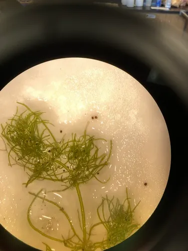 Clustered Stonewort