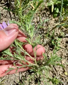 Tahoka daisy thumbnail 4