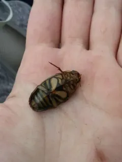 Dytiscus alaskanus thumbnail 4