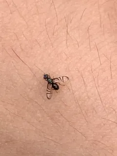 Rivellia variabilis thumbnail 2