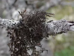 Coastal Thornbush Lichen thumbnail 2