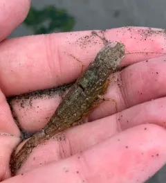 California Bay Shrimp thumbnail 2