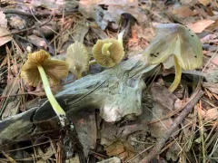 Bolbitius variicolor thumbnail 1