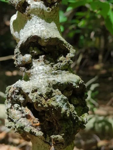 Apple Canker