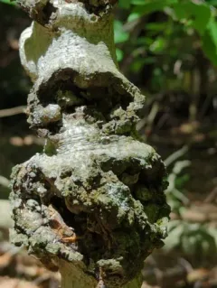 Apple Canker thumbnail 1
