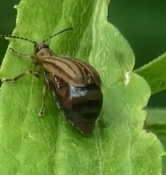 Crowded Leaf Beetle thumbnail 2