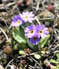 Laurentian Primrose thumbnail 4