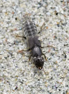 Cafius seminitens thumbnail 3