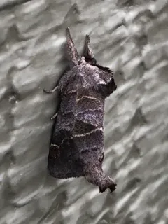 Bruce's Chocolate-tip Moth thumbnail 3