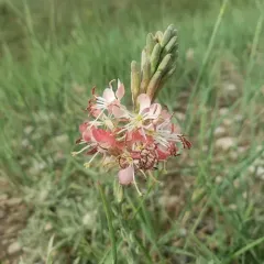 Scarlet Beeblossom thumbnail 3