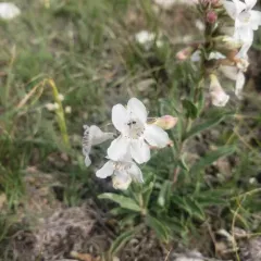 White-flower Beardtongue thumbnail 2