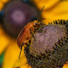 Orange Blister Beetle thumbnail 2