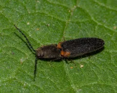 Red-shouldered Click Beetle thumbnail 3
