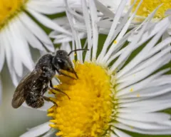 Compressed Dark Bee thumbnail 1