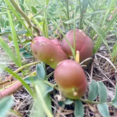 Ground-plum thumbnail 3