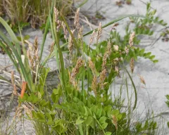 Largeflower Dune Bluegrass thumbnail 3