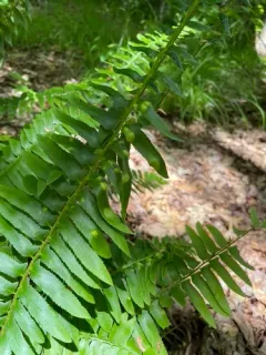 Christmas fern leaf curl thumbnail 4