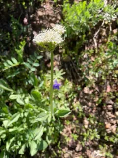 California valerian thumbnail 2