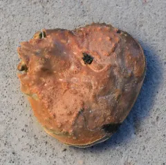 Snow Crab thumbnail 4