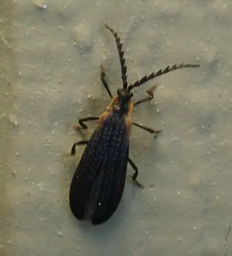 Leptoceletes basalis