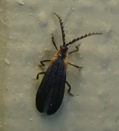 Leptoceletes basalis thumbnail 1
