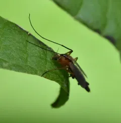 Chironomus ochreatus thumbnail 2