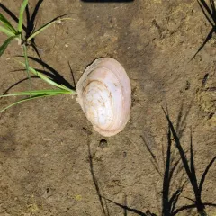 Pink Papershell thumbnail 3