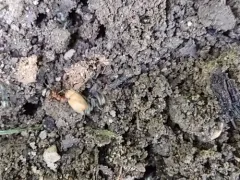 Pergande's Mound Ant thumbnail 3