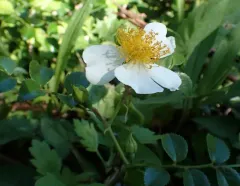 Memorial Rose thumbnail 4
