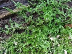 Proceratium silaceum thumbnail 3