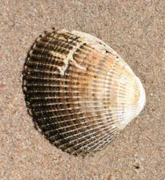 Iceland Cockle thumbnail 3