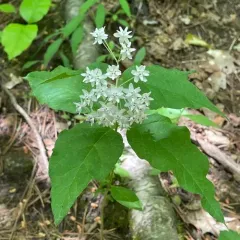 four-leaved milkweed thumbnail 3