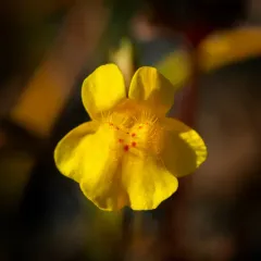 Small-leaf Monkeyflower thumbnail 3